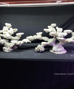 MÃ 122 - LAYOUT CÁ BIỂN BỂ 120x40x60CM - ROYALAQUA