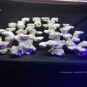 MÃ 124 - LAYOUT CÁ BIỂN BỂ 120CM - ROYALAQUA