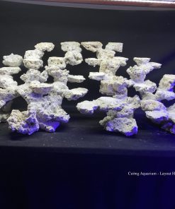 MÃ 124 - LAYOUT CÁ BIỂN BỂ 120CM - ROYALAQUA