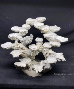 MÃ 127 - LAYOUT CÁ BIỂN BỂ 60CM - ROYALAQUA