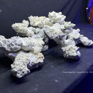 MÃ 128 - LAYOUT CÁ BIỂN BỂ SHALLOW 60CM - ROYALAQUA