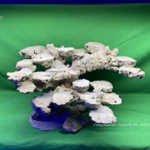 MÃ 65 - LAYOUT CÁ BIỂN BỂ 60CM - ROYALAQUA