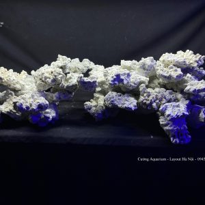 MÃ 131 - LAYOUT CÁ BIỂN BỂ 120 - 150CM - ROYALAQUA