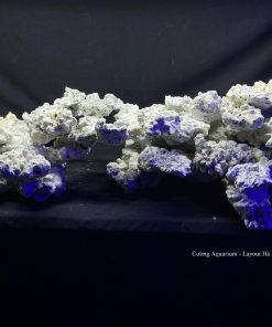 MÃ 131 - LAYOUT CÁ BIỂN BỂ 120 - 150CM - ROYALAQUA