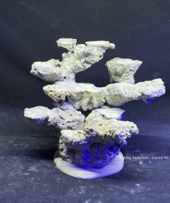 MÃ 133 - LAYOUT CÁ BIỂN BỂ 40CM - ROYALAQUA