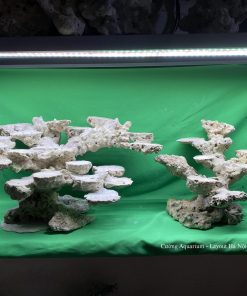 MÃ 66 - LAYOUT CÁ BIỂN BỂ 90CM - ROYALAQUA