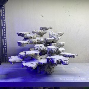 MÃ 140 - LAYOUT CÁ BIỂN BỂ 50CM - ROYALAQUA