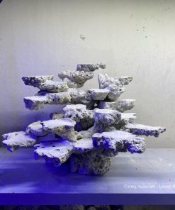 MÃ 140 - LAYOUT CÁ BIỂN BỂ 50CM - ROYALAQUA