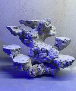 MÃ 145 - LAYOUT CÁ BIỂN BỂ 35CM - ROYALAQUA