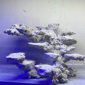 MÃ 146 - LAYOUT CÁ BIỂN BỂ 50CM - ROYALAQUA