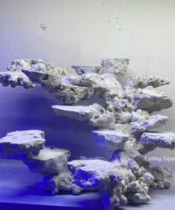 MÃ 146 - LAYOUT CÁ BIỂN BỂ 50CM - ROYALAQUA