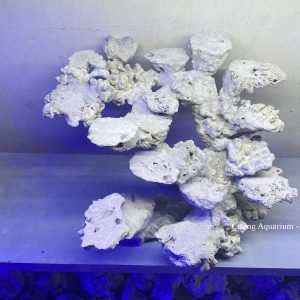 MÃ 147 - LAYOUT CÁ CẢNH BIỂN BỂ 50CM - ROYALAQUA
