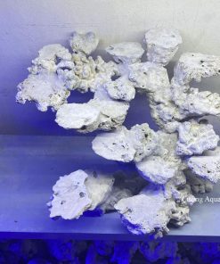 MÃ 147 - LAYOUT CÁ CẢNH BIỂN BỂ 50CM - ROYALAQUA