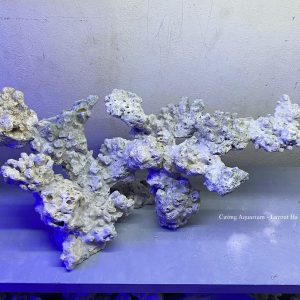 MÃ 149 - LAYOUT CÁ BIỂN BỂ 60CM - ROYALAQUA
