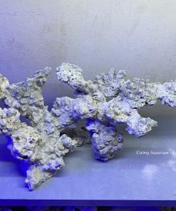 MÃ 149 - LAYOUT CÁ BIỂN BỂ 60CM - ROYALAQUA