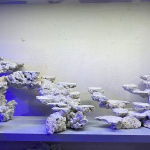 MÃ 150 - LAYOUT CÁ CẢNH BIỂN BỂ 120CM - ROYALAQUA