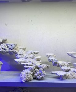 MÃ 150 - LAYOUT CÁ CẢNH BIỂN BỂ 120CM - ROYALAQUA