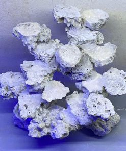 MÃ 151 - LAYOUT CÁ CẢNH BIỂN BỂ 40 - 50CM - ROYALAQUA