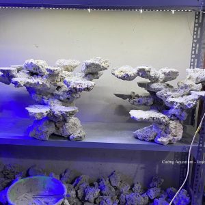 MÃ 152 - LAYOUT CÁ CẢNH BIỂN BỂ 120 - 150CM - ROYALAQUA