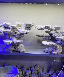 MÃ 152 - LAYOUT CÁ CẢNH BIỂN BỂ 120 - 150CM - ROYALAQUA