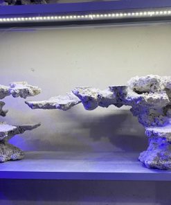 MÃ 153 - LAYOUT CÁ CẢNH BỂ 120CM - ROYALAQUA