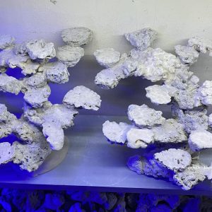 MÃ 154 - LAYOUT CÁ BIỂN BỂ 120CM - ROYALAQUA