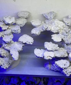 MÃ 154 - LAYOUT CÁ BIỂN BỂ 120CM - ROYALAQUA