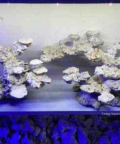 MÃ 155 - LAYOUT CÁ BIỂN BỂ 120CM - ROYALAQUA