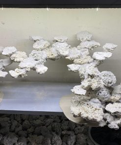 MÃ 157 - LAYOUT CÁ BIỂN BỂ 120CM - ROYALAQUA