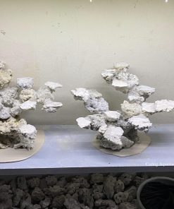 MÃ 158 - LAYOUT CÁ CẢNH BIỂN BỂ 60CM - ROYALAQUA