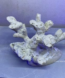 MÃ 161 - LAYOUT CÁ CẢNH BIỂN BỂ CUBIC 25CM - ROYALAQUA