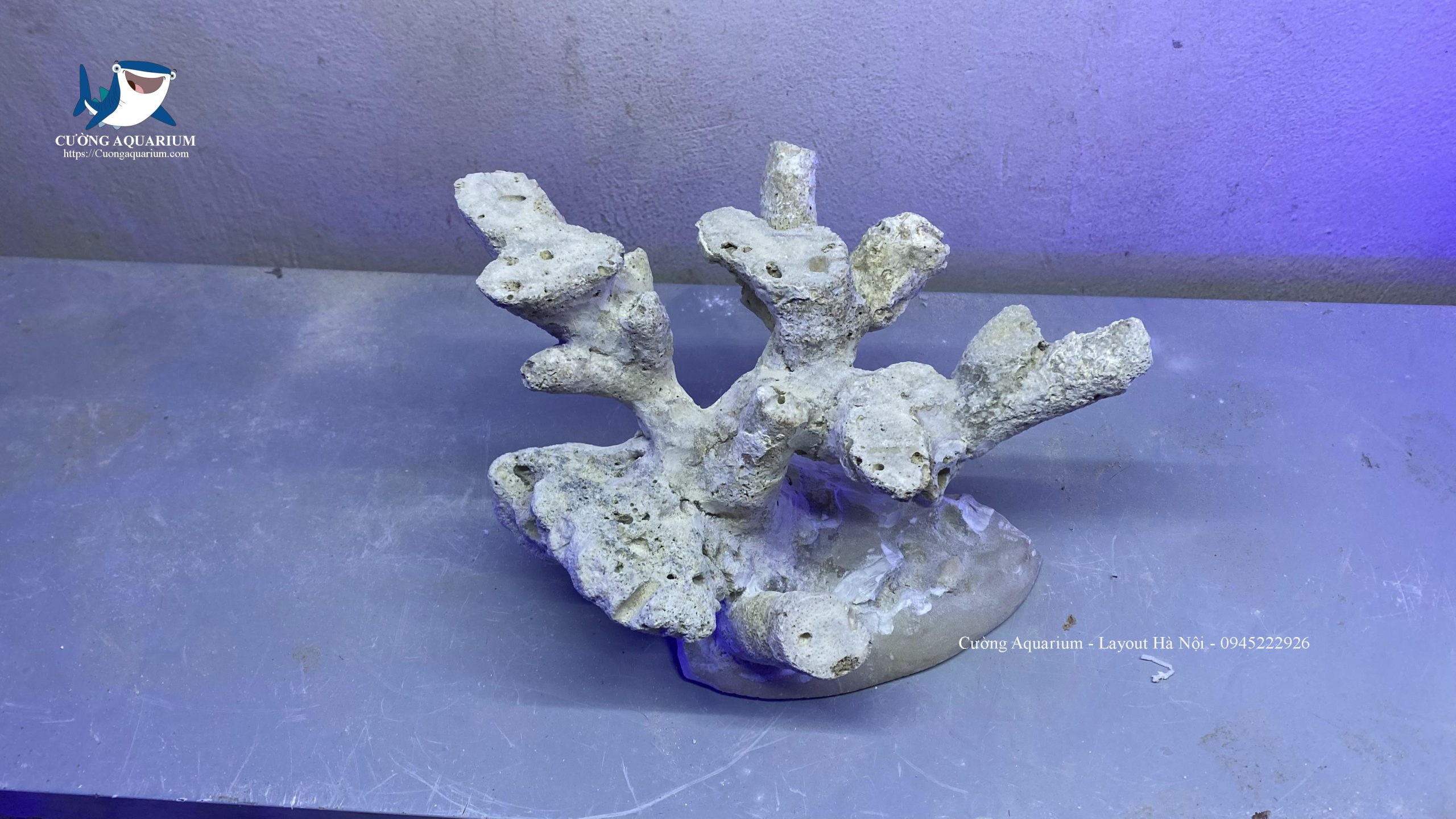 layout-ca-canh-bien-cuongaquarium (502)