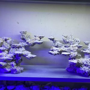 MÃ 162 - LAYOUT CÁ BIỂN BỂ 120CM - ROYALAQUA