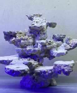 MÃ 163 - LAYOUT CÁ BIỂN BỂ 40CM - ROYALAQUA