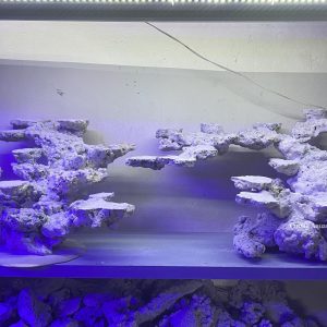 MÃ 164 - LAYOUT CÁ BIỂN BỂ 120CM - ROYALAQUA