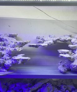 MÃ 164 - LAYOUT CÁ BIỂN BỂ 120CM - ROYALAQUA