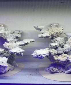 MÃ 165 - LAYOUT CÁ BIỂN BỂ 120CM - ROYALAQUA