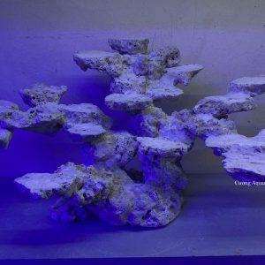 MÃ 168 - LAYOUT CÁ CẢNH BIỂN BỂ 60CM - ROYALAQUA