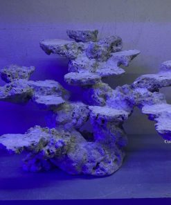 MÃ 168 - LAYOUT CÁ CẢNH BIỂN BỂ 60CM - ROYALAQUA