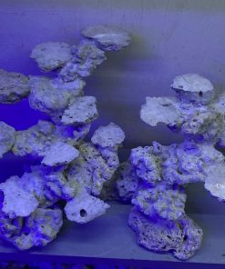 MÃ 169 - LAYOUT CÁ BIỂN BỂ 60CM - ROYALAQUA