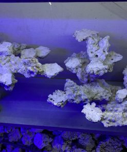 MÃ 170 - LAYOUT CÁ BIỂN BỂ 120CM - ROYALAQUA