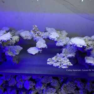 MÃ 171 - LAYOUT CÁ BIỂN BỂ 120CM - ROYALAQUA