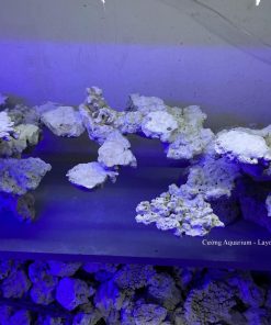 MÃ 171 - LAYOUT CÁ BIỂN BỂ 120CM - ROYALAQUA