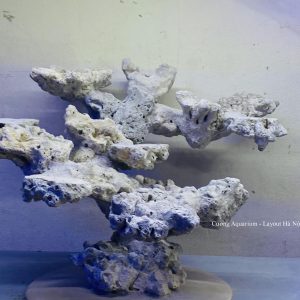 MÃ 173 - LAYOUT CÁ CẢNH BIỂN BỂ 40CM - ROYALAQUA