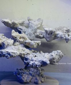 MÃ 173 - LAYOUT CÁ CẢNH BIỂN BỂ 40CM - ROYALAQUA