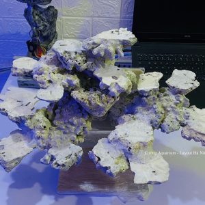 MÃ 174 - LAYOUT CÁ BIỂN BỂ 50CM - ROYALAQUA