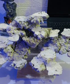 MÃ 174 - LAYOUT CÁ BIỂN BỂ 50CM - ROYALAQUA