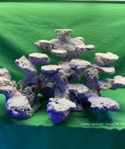 MÃ 61 - LAYOUT CÁ BIỂN BỂ 40CM - ROYALAQUA