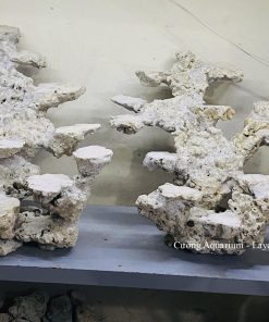 MÃ 177 - LAYOUT CÁ BIỂN BỂ 120CM - ROYALAQUA