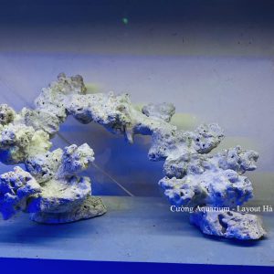 MÃ 178 - LAYOUT CÁ BIỂN BỂ 50CM - ROYALAQUA